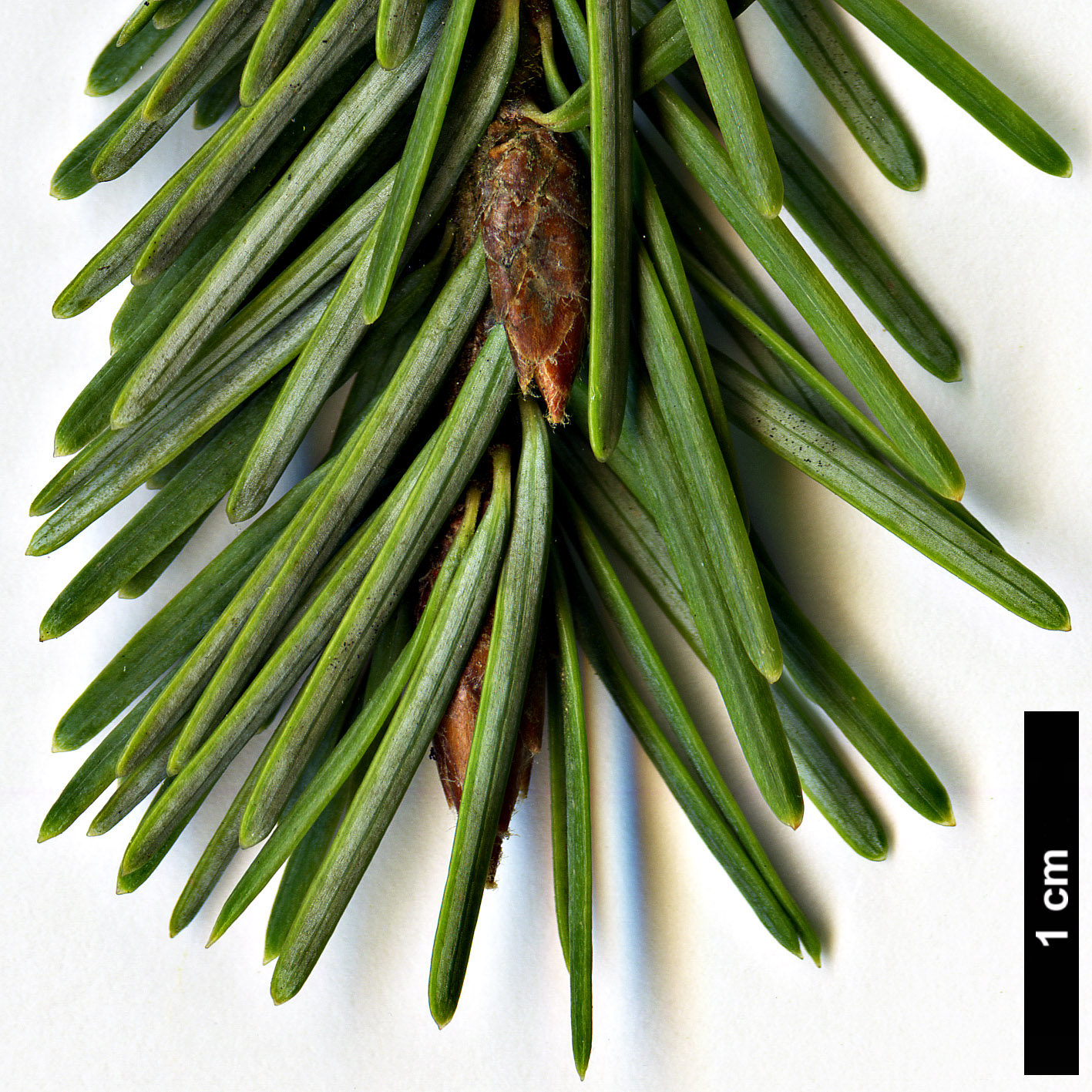 High resolution image: Family: Pinaceae - Genus: Pseudotsuga - Taxon: menziesii - SpeciesSub: var. glauca